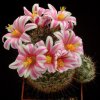Mammillaria_blossfeldiana_1